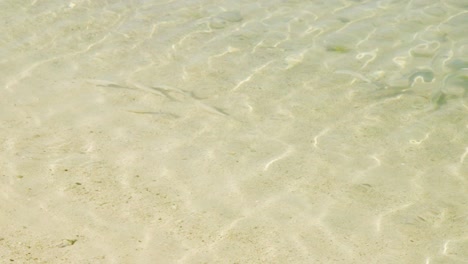 group of mullets swims on the clear shallow water in bonaire on a sunny day