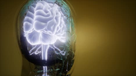anatomía del cerebro humano