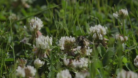 Abeja-Zumbando-Alrededor-De-Flores-De-Trébol-Blanco