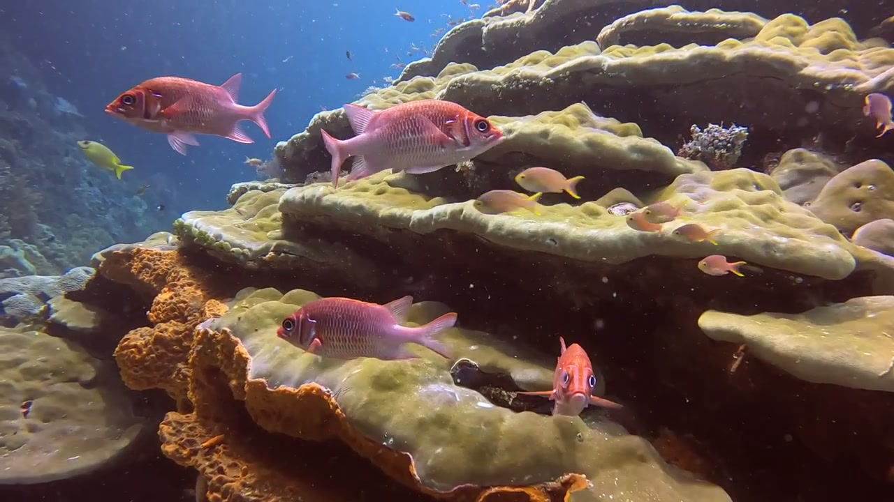 Dentici rossi che nuotano intorno e guardano curiosamente la telecamera in una delle aree di immersione più ricche del mondo, Raja Ampat.