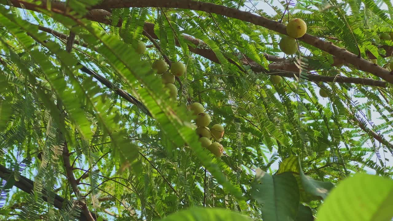 Cinematic circling shot of Phyllanthus emblica tree with clusters of fresh green amla fruits hanging among lush leaves in bright sunlight, symbolizing natural wellness and organic farming