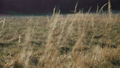 slow refocusing from blades of grass swaying in the breeze to a spring meadow