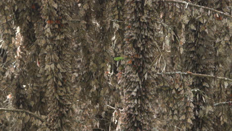 Thousands-of-Monarch-butterflies-hanging-from-trees-in-the-Monarch-Butterfly-Sanctuary-in-Mexico