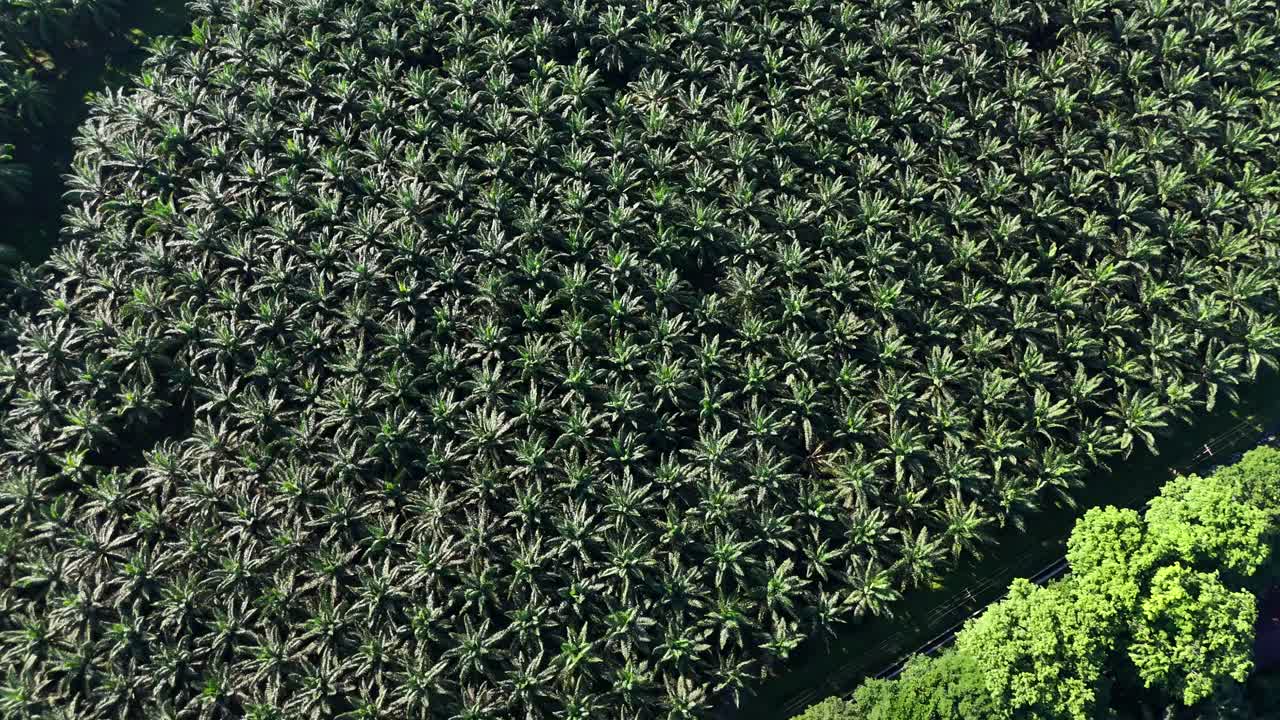 Aerial drone view of palm oil tree plantation in sumatra bukit lawang indonesia birds eye view