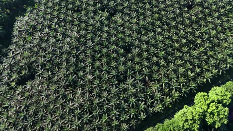 aerial drone view of palm oil tree plantation in sumatra bukit lawang indonesia birds eye view