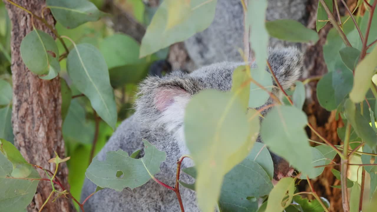 코알라 가 유칼립투스 나무 와 잎 과 상호 작용 하는 모습