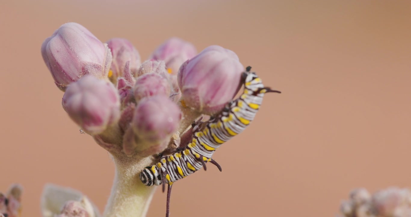 Oruga de la mariposa Cuervo Común alimentándose de algodoncillo; una mirada detallada al consumo de su huésped tóxico.