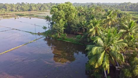 view over the coconut grove,the field has been plowed and watered for cultivation, high angle shot , aerial shoot, rice fields in asia