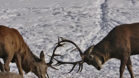 elk bucks engaging in battler with antlers