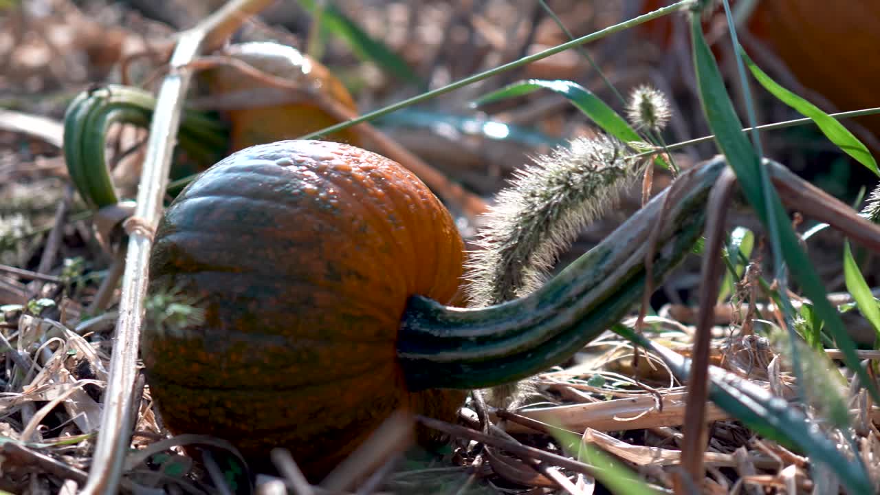 Pumpkins in a Field