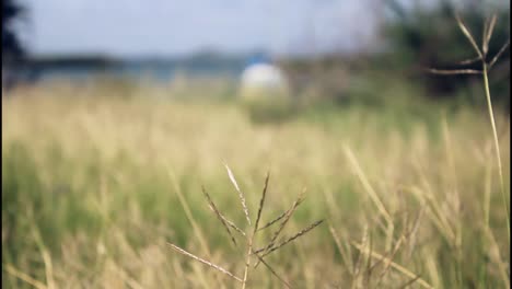 blurred field of grass