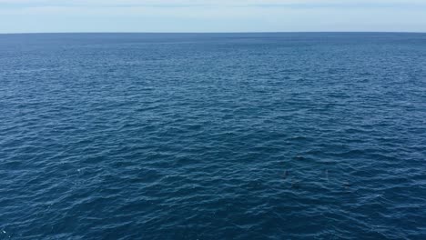 Aerial-overview-of-pod-of-dolphins-breathing-at-surface-with-horizon-and-islands-in-distance