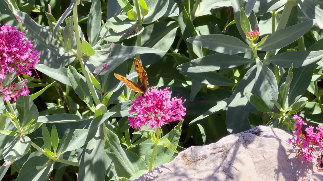 An orange butterfly rests on pink valerian flowers in bright sunlight in Cassis France