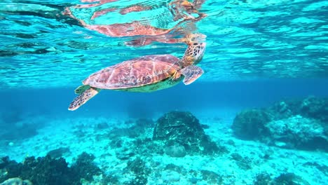 a closeup of a green sea turtle surfacing for a breath of air in the tropical blue sea