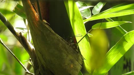 Ein-Mutterwurm-Fliegenfängervogel-Aus-Ihrem-Nest