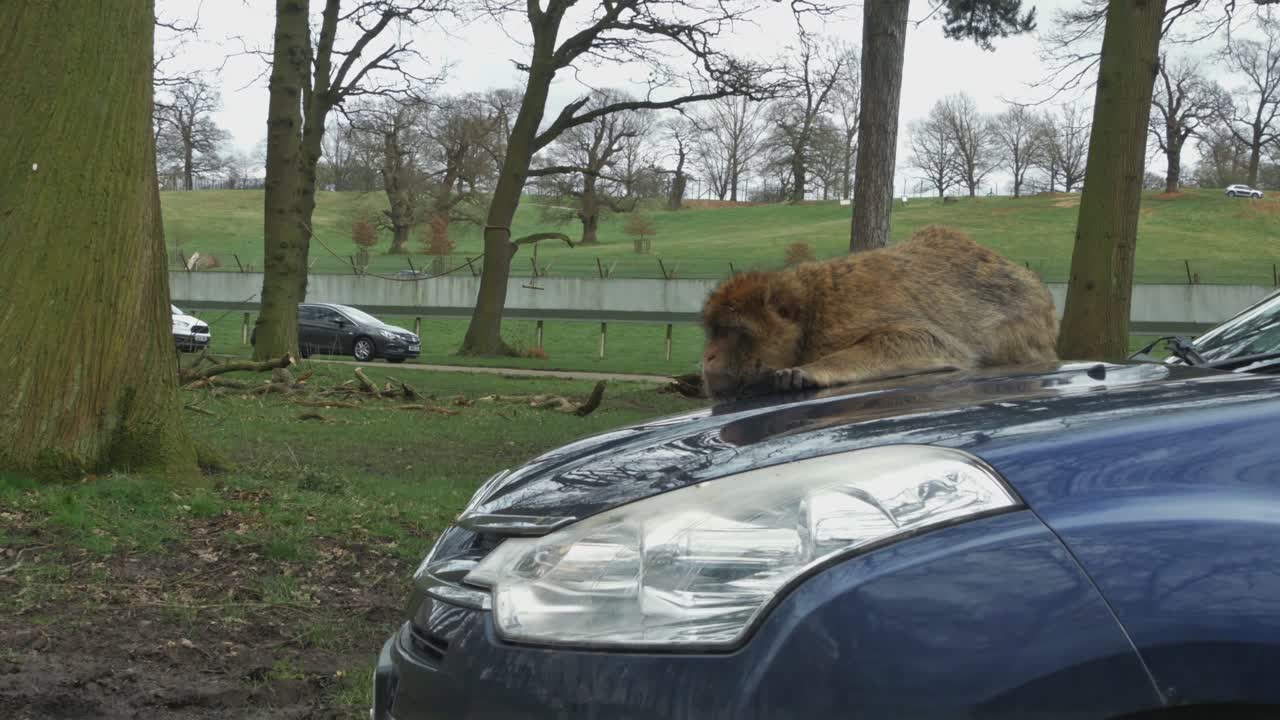 Barbary Macaque Ape Traveling On The Car