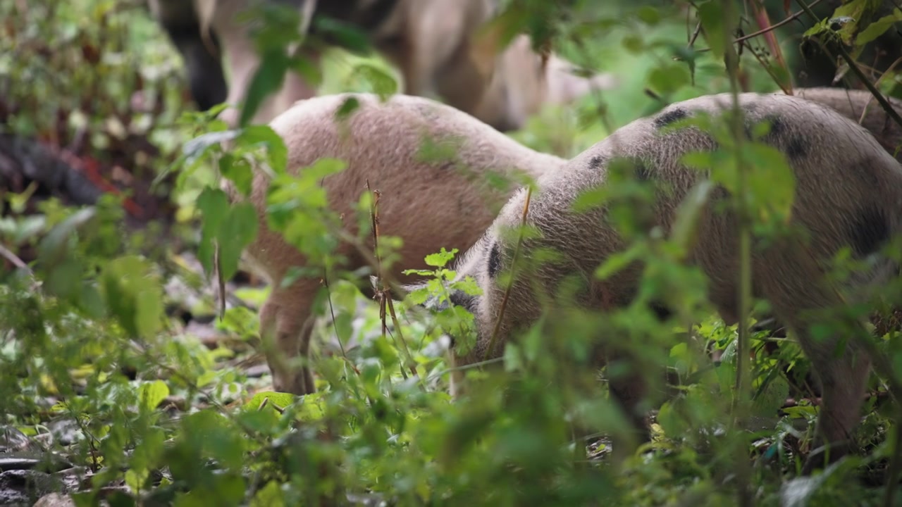 Maialini in cerca di cibo nel bosco