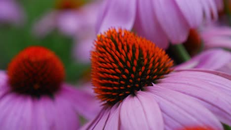 beautiful coneflowers in the garden at springtime in qld, australia