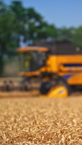 yellow harvester combine mowing the ripe wheat spikelets. modern equipment gathering the crops in blurred image. dusty clouds behind the working machine. vertical video