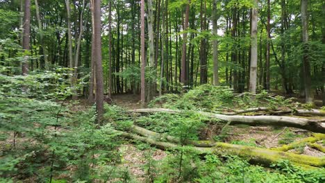 drone gracefully navigates the european wilderness, capturing a fly-by through the sun-dappled forest, highlighting fallen trees, leaves, and the beauty of autumn