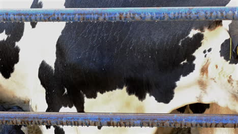 tender moments: a farmer's care for a newborn calf