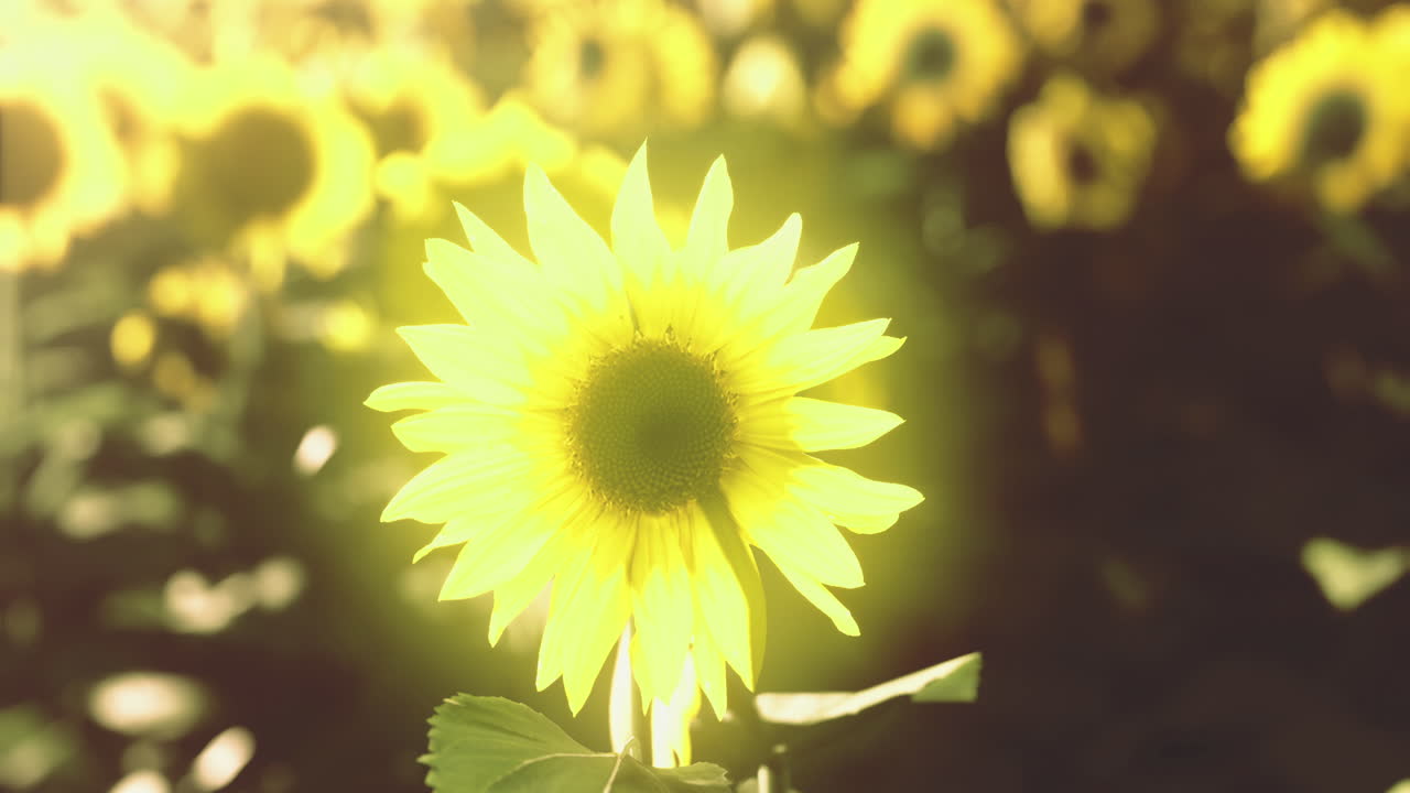 Sunflowers blooming in a bright field under sunlight during summer