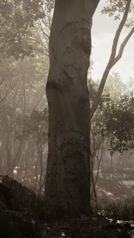 misty forest scene