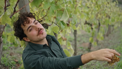 winegrower eating sweet grapes under vine bush vertical closeup. worker relaxing