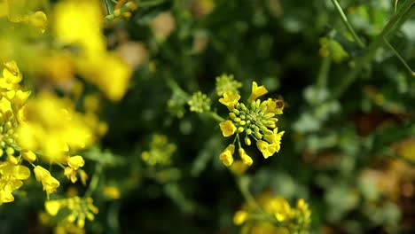 cierre de abejas recolectando néctar y polen para la producción de miel en flor amarilla