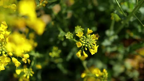 close up of bees collecting nectar and pollen for honey production on yellow blooming flower