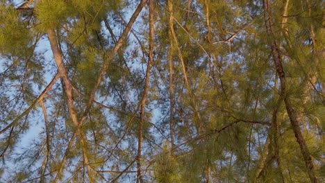 a hipnotic shot from below of tree branches moving slowly in the breeze near a beach in a tropical island