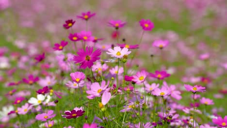 a lush field bursting with vibrant cosmos flowers in shades of pink and purple, each bloom featuring a bright yellow center. the flowers sway gently among green stems and leaves
