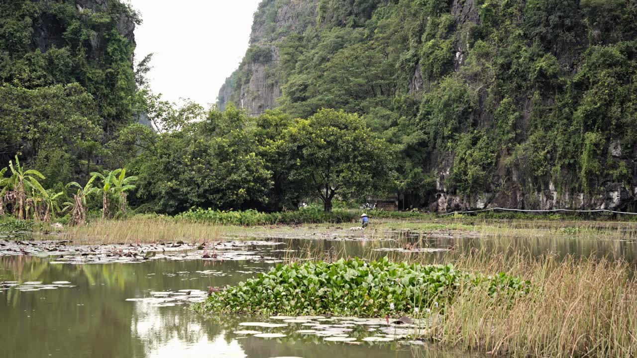 Serene Vietnamese Landscape: Farmer Working in Rice Paddy Near Lush Mountains and Calm Waters