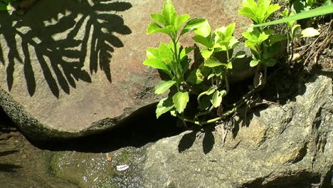 Pflanzen-Werfen-Schatten-Auf-Die-Felsen-Am-Rand-Eines-Baches