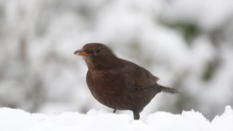 Female-Blackbird-Turdus-merula,-feeding-in-snow.-UK