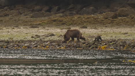 Grizzlybär-Mit-Jungem,-Der-An-Einem-Felsigen-Ufer-In-Der-Nähe-Von-Felsen-Läuft,-Die-Das-Meer-Heben