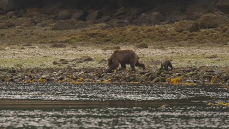 oso pardo con cachorro caminando por la orilla rocosa cerca del océano levantando rocas