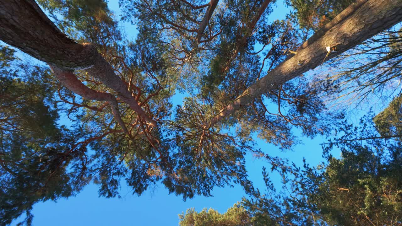 Riprese aeree che catturano gli imponenti pini contro un cielo blu vibrante. La prospettiva della telecamera esalta la grandiosità della natura, creando un'esperienza visiva mozzafiato.