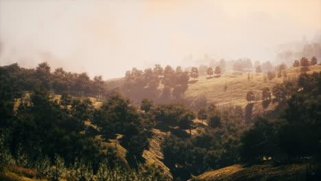 árboles-Verdes-En-El-Cañón-Al-Atardecer-Con-Niebla