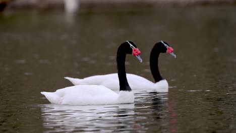 Ein-Schwarzhalsschwan,-Cygnus-Melancoryphus,-Schwimmt-An-Einem-Ruhigen-Tag-Auf-Einem-Welligen-See-Mit-Einer-Schar-Von-Schwänen,-Die-Im-Hintergrund-Ihre-Federn-Putzen-Und-Putzen,-Nahaufnahme-Einer-Wildtierlandschaft