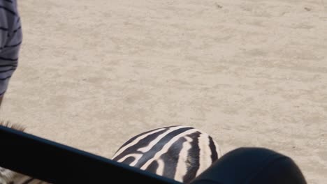 Zwei-Zebras-Gehen-In-Einer-Offenen-Zooumgebung-Langsam-Auf-Das-Besucherauto-Zu