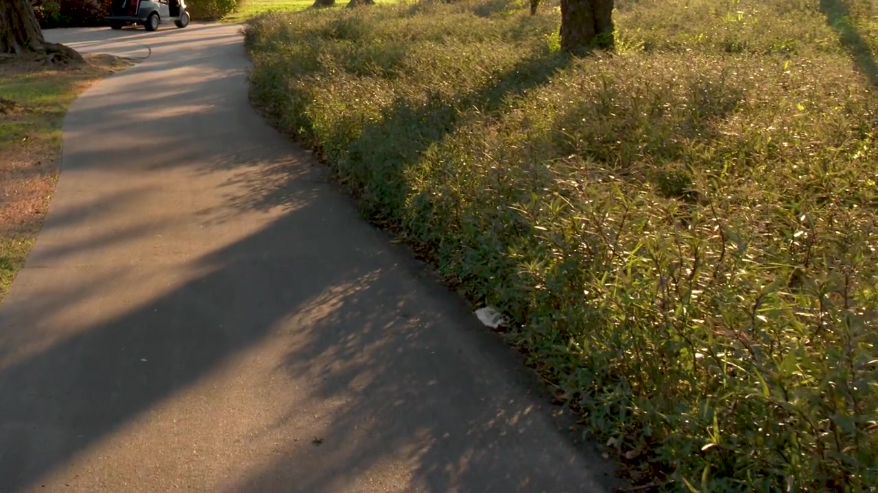 A static shot captures a paved path winding through lush tropical greenery under golden sunlight