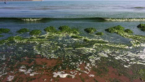 algas y algas marinas verdes se lavan en una playa en torbay, devon, inglaterra, reino unido