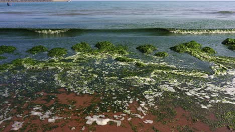 海藻和綠色海洋藻類在英國德文郡的torbay海灘上漂浮