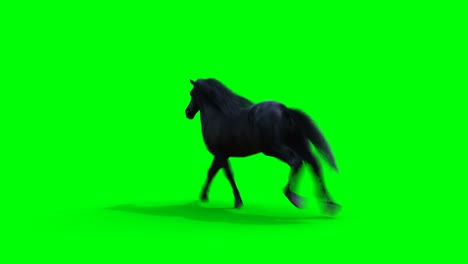el caballo negro corriendo. la animación realista de la pantalla verde.
