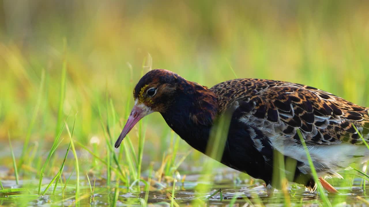 High detail ruff feeding in grassy wetlands slow motion