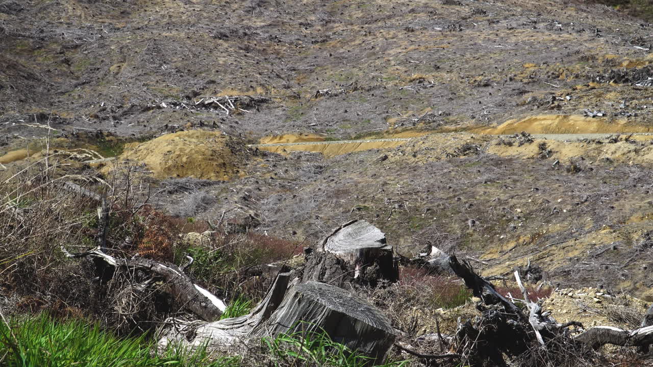 뉴질랜드의 삼림 벌채 현장, 그루터기 자르기
