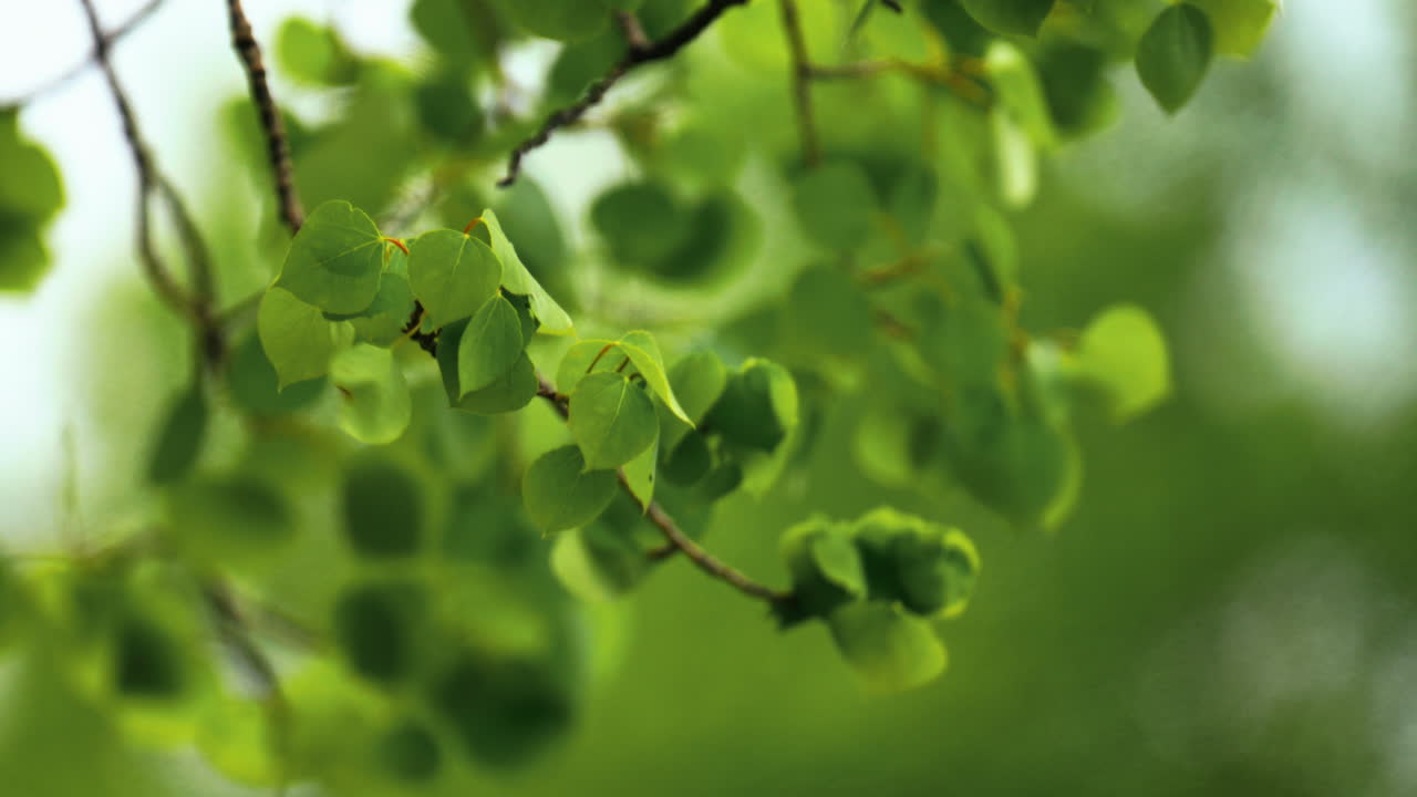 영화 콜로라도 아스펜 나무 바람이 불고 잎 텔레포토  ⁇  클로즈업 가지 녹색 울창한 미국 베일 텔루라이드 아스펜 상록 구름이 많은 날 산기 ?? 로키 마운틴 국립 공원 산