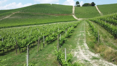 Vineyard agriculture cultivation in Langhe Piemonte Italy
