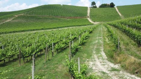 vineyard agriculture cultivation in langhe piemonte italy